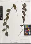Foto von Salix myrsinifolia Salisb.